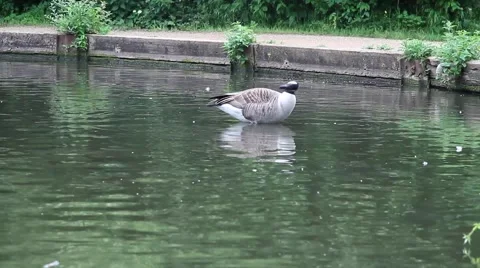 Goose standing on a log in a pond and cleans feathers. Stock Footage 63983708
