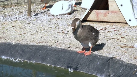 The goose is standing on one leg in the yard. Stock Footage 80687556