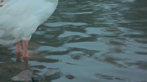 Goose Standing in a Pond Stock Footage 90141057