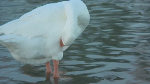 Goose Standing in a Pond Stock Footage 90142382