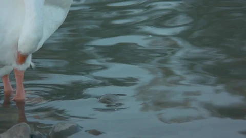 Goose Standing in a Pond Stock Footage 90143108