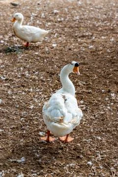 A goose stands facing back. Far away in front, there is a blurred white duck Stock Photos