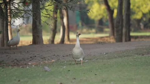 A goose stands on grass in a park with trees and another goose Vídeo Stock 332580235