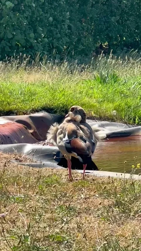 A goose stands by a pond with puffed feathers against green grass. Видео 346410925