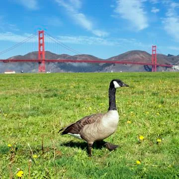 The goose step Stock Photos