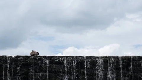 Goose on Stone Dam 1 Stock Footage 107139616