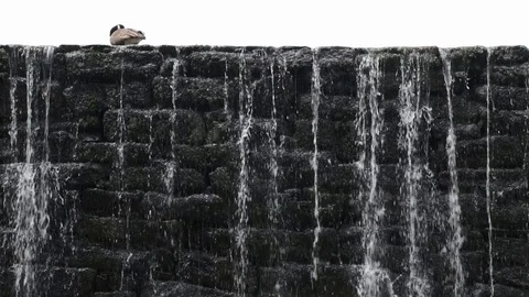 Goose on Stone Dam Stock Footage 107142372
