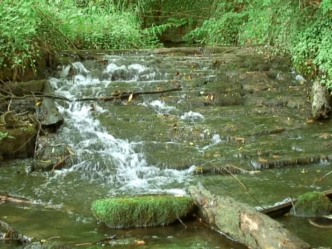 Goose Stream Video stock 490052