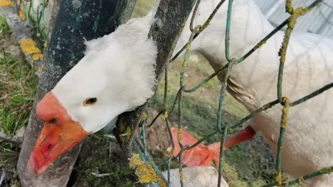 A goose stuck in the fence. Stock Footage 239051817