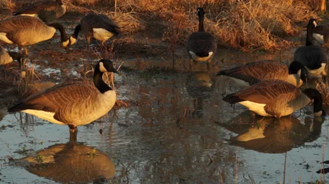 Goose at Sunset Stock Footage 34283251
