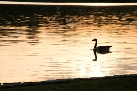 Goose at Sunset Foto stock