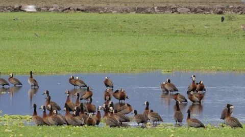 Goose in the swamp Stock Footage 125447871