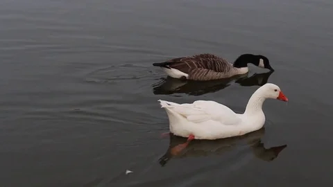 Goose &amp; Swan 스톡 동영상 81714477
