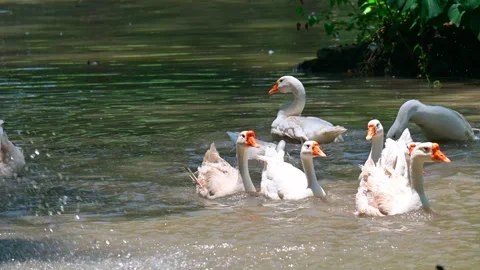Goose swan Stock-Footage 246180233