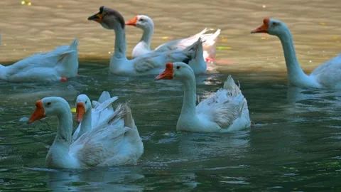 Goose swan 스톡 동영상 246181336