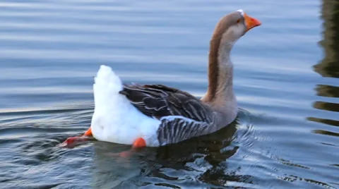 Goose Swimming and Floating Stock Footage 35285589