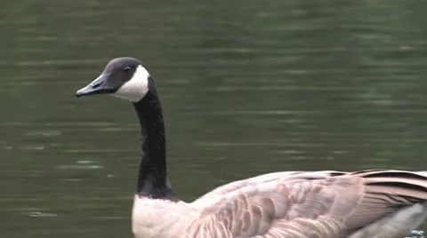 Goose Swimming Stock Footage 20486918