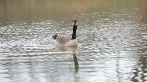 Goose Swimming Stock Footage 38545704