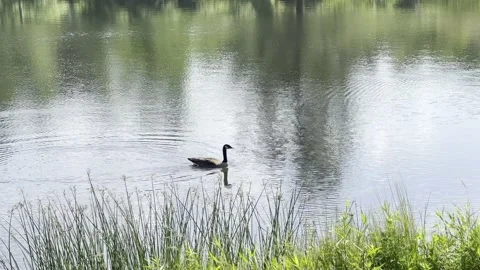 Goose swimming Stockbeeldmateriaal 196830796
