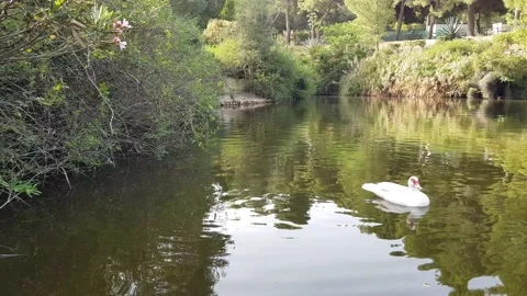 Goose swimming on a lake Stock Footage 202214565