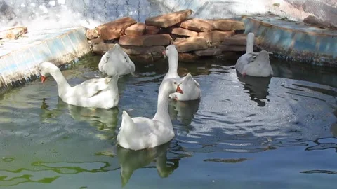 Goose swimming in pool Stock Footage 140980462