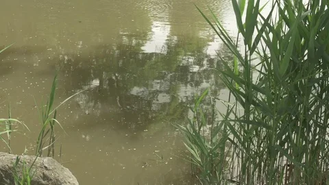 Goose swimming in Stream Stock Footage 76991579