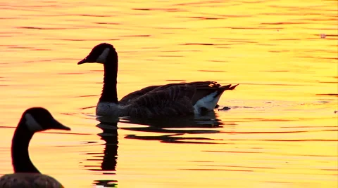 Goose Swimming at Sunset Video stock 1066388