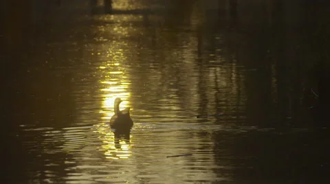 Goose swimming in sunset. Video stock 56832734