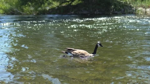 Goose swimming upstream on a quick moving river Stock-Footage 311206287