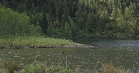 GOOSE SWIMS DOWN RIVER - NATURE SURROUNDING Stock Footage 165235415