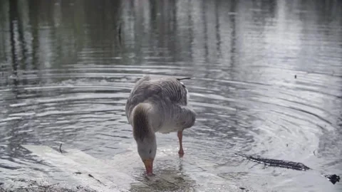 Goose swims on the pond 2 Video stock 145771224