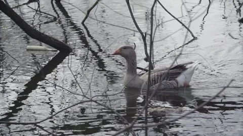 Goose swims on the pond Video stock 145771324