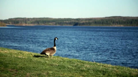 Goose Takeoff Stock Footage 27293622