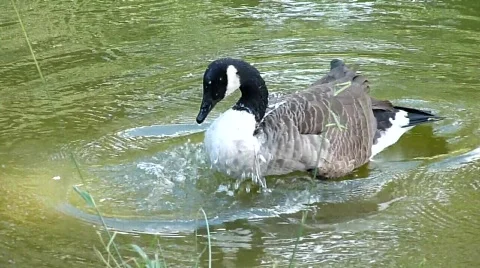 Goose taking a bath Stock Footage 840404