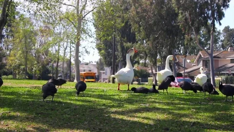 Goose Teachers Parade the School Stock Footage 73497987