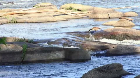 Goose on top of rocks in middle of river Stock Footage 11058732