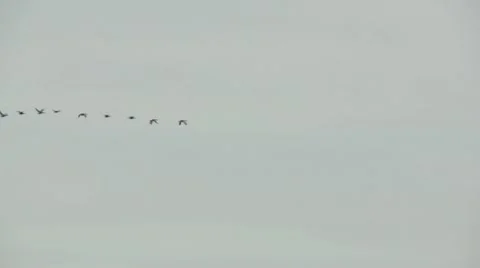 Goose upload Video stock 10760699