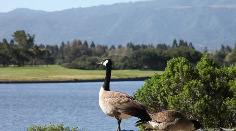 Goose viewing lake Stock Footage 3423884