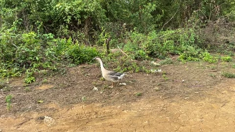 Goose walking on a dirt path in nature Stock Footage 325765689