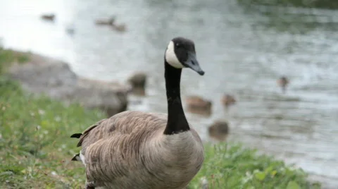 Goose walking Видео 847299