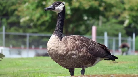 Goose Walking Stock Footage 54567830