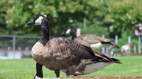 Goose Walking Stock Footage 54567832