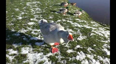 Goose walking on the grass and being very interested in the camera Stock Footage 45447150