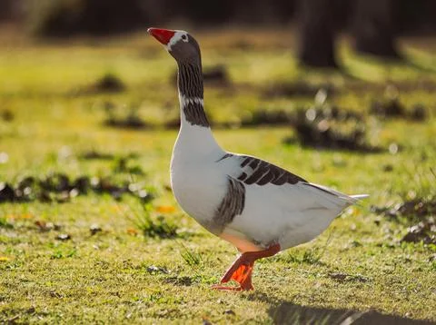 Goose walking on green grass looking up Stock Photos