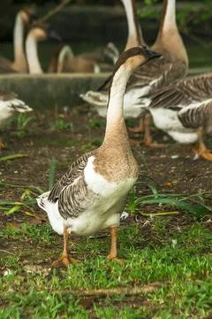 Goose walking in the lawn. Stock Photos