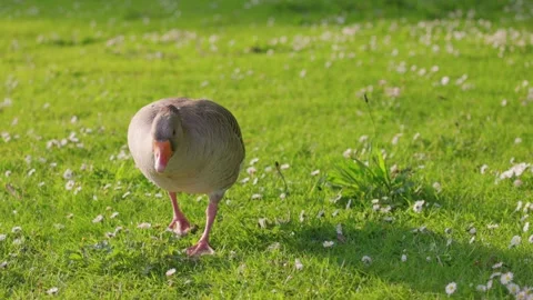 Goose walking on meadow, slow motion, england daytime Stock-Footage 278358971