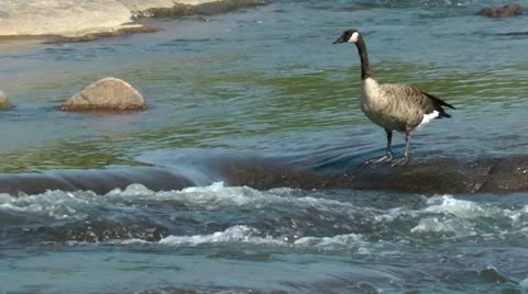 Goose walking on slippery river rocks Stock Footage 11019942