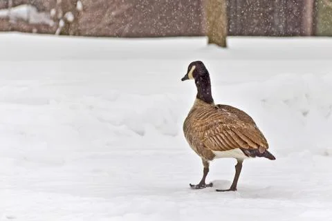 Goose walking in the Snow Stock Photos