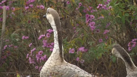 Goose Walking in the Yard Stock Footage 72436340