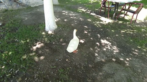 The goose wandering among the trees is looking for food. Stock Footage 229117100